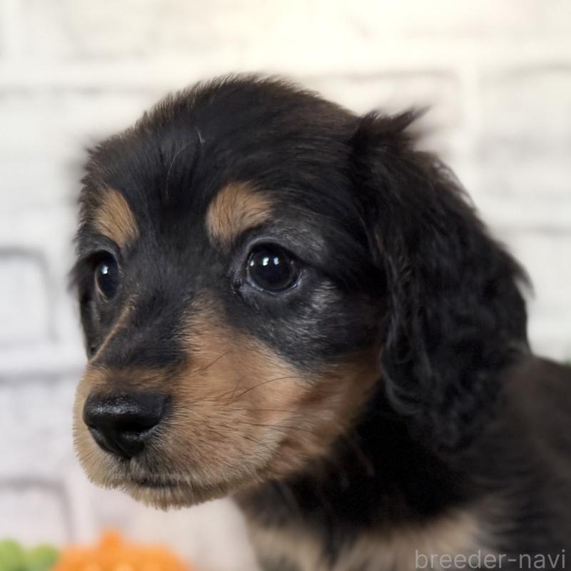 販売中の埼玉県のミニチュアダックスフンド(ロングヘアード)-423535の9枚目