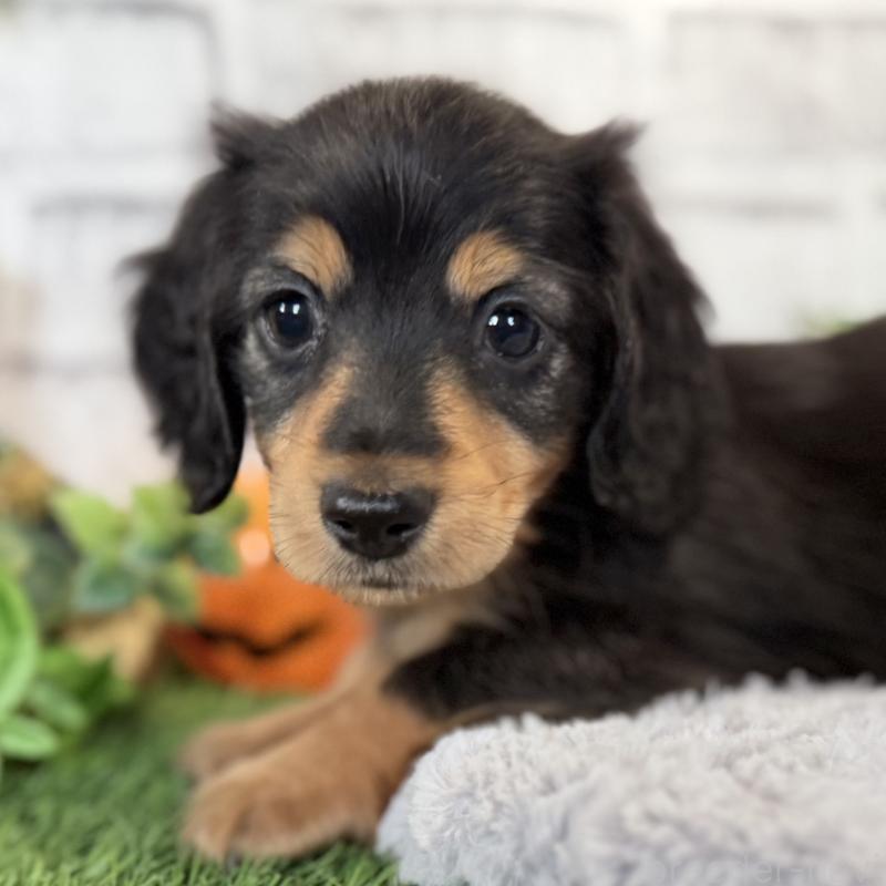 販売中の埼玉県のミニチュアダックスフンド(ロングヘアード)-423535の8枚目