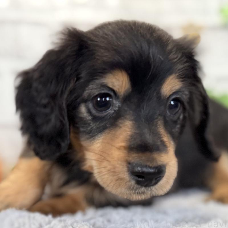 販売中の埼玉県のミニチュアダックスフンド(ロングヘアード)-423535の7枚目