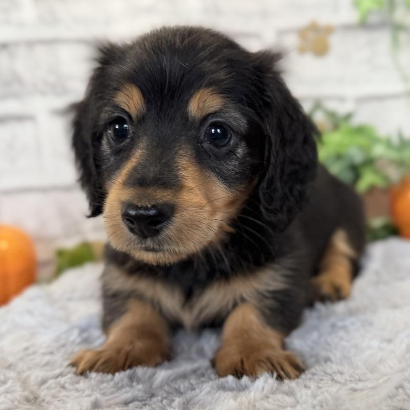 販売中の埼玉県のミニチュアダックスフンド(ロングヘアード)-423535の6枚目