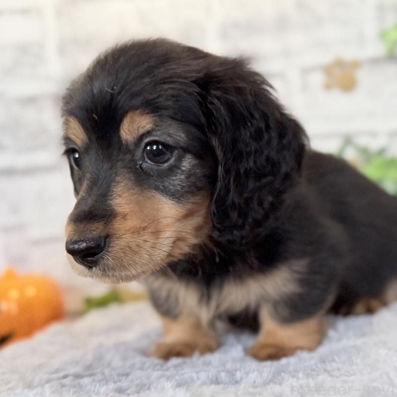 販売中の埼玉県のミニチュアダックスフンド(ロングヘアード)-423535の5枚目