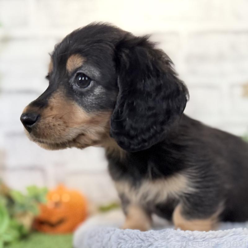 販売中の埼玉県のミニチュアダックスフンド(ロングヘアード)-423535の4枚目