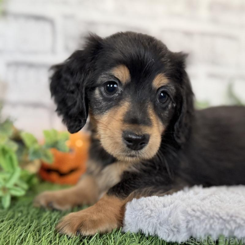 販売中の埼玉県のミニチュアダックスフンド(ロングヘアード)-423535の3枚目