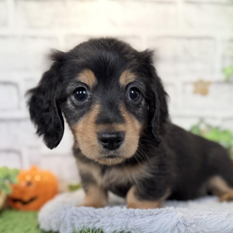 販売中の埼玉県のミニチュアダックスフンド(ロングヘアード)-423535の2枚目