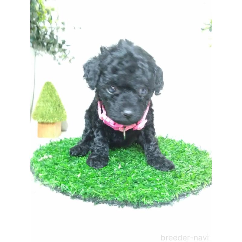 販売中の三重県のタイニープードル-423536の9枚目