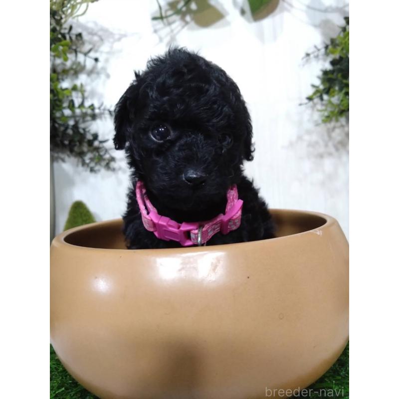 販売中の三重県のタイニープードル-423536の8枚目