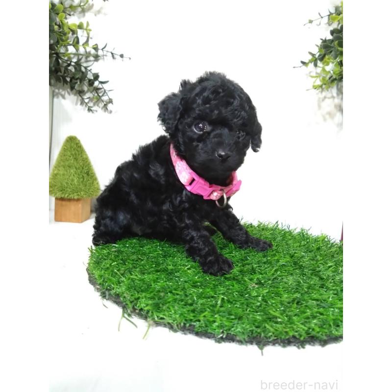 販売中の三重県のタイニープードル-423536の7枚目