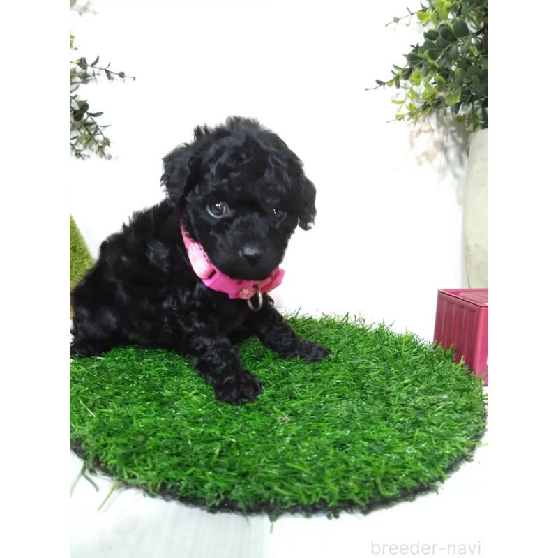 販売中の三重県のタイニープードル-423536の6枚目