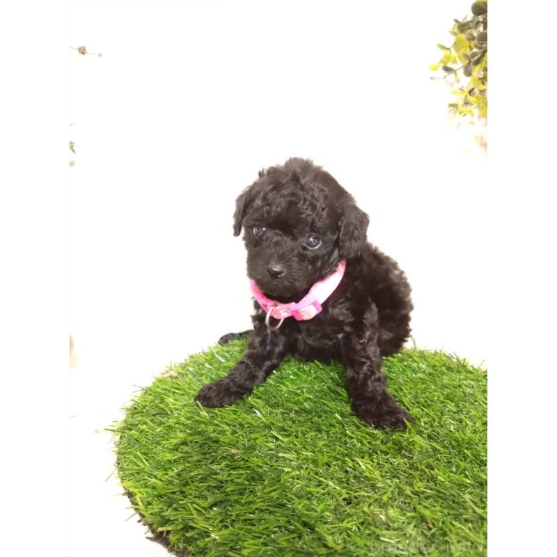 販売中の三重県のタイニープードル-423536の5枚目