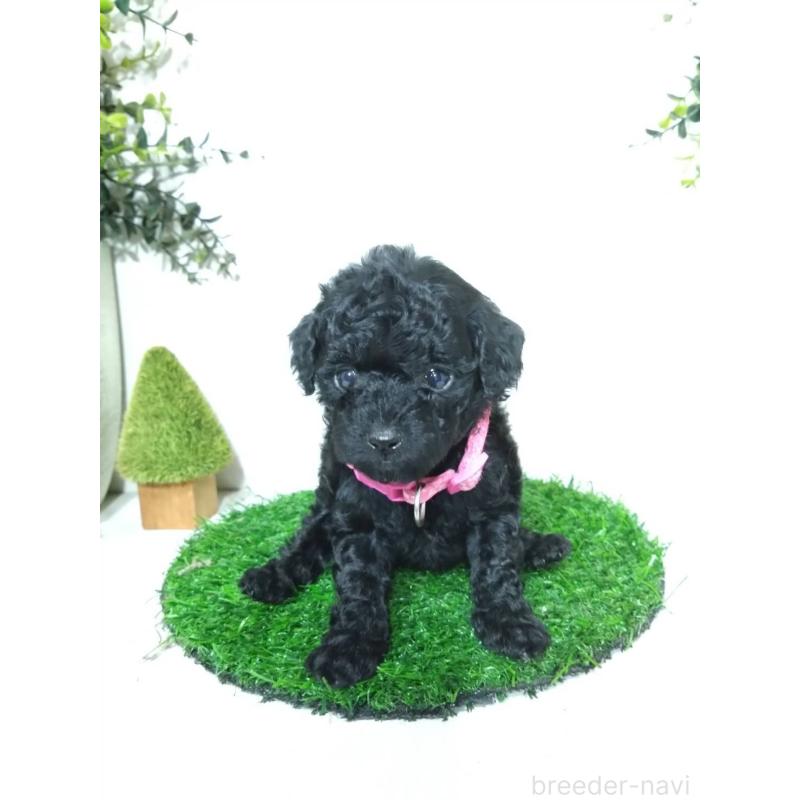 販売中の三重県のタイニープードル-423536の4枚目