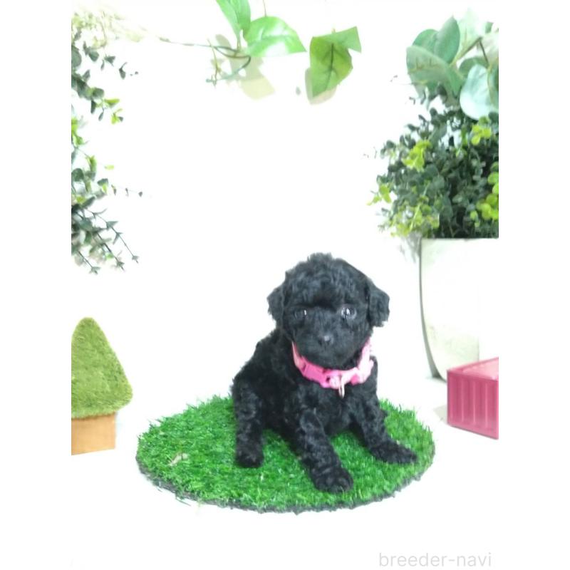 販売中の三重県のタイニープードル-423536の3枚目