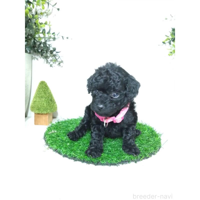 販売中の三重県のタイニープードル-423536の2枚目