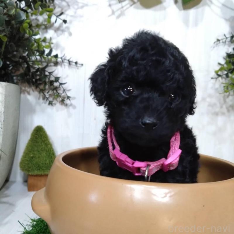 販売中の三重県のタイニープードル-423536