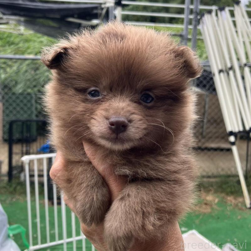 販売中の福岡県のポメラニアン-423537