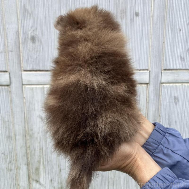 販売中の福岡県のポメラニアン-423537の4枚目