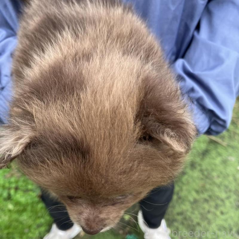 販売中の福岡県のポメラニアン-423537の3枚目