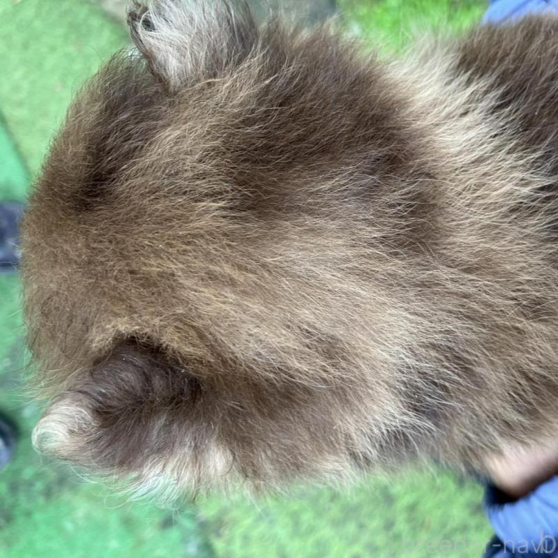 販売中の福岡県のポメラニアン-423537の2枚目