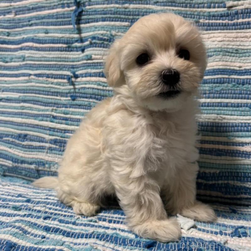 販売中の宮崎県のマルプー:マルチーズ×トイプードル-423538の1枚目