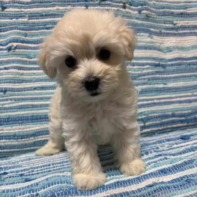 販売中の宮崎県のマルプー:マルチーズ×トイプードル-423538の6枚目