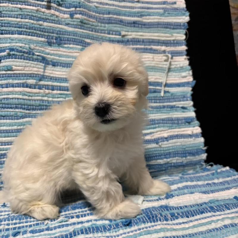 販売中の宮崎県のマルプー:マルチーズ×トイプードル-423538の5枚目