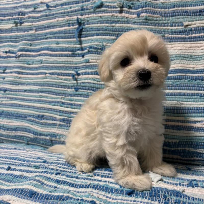 販売中の宮崎県のマルプー:マルチーズ×トイプードル-423538の4枚目