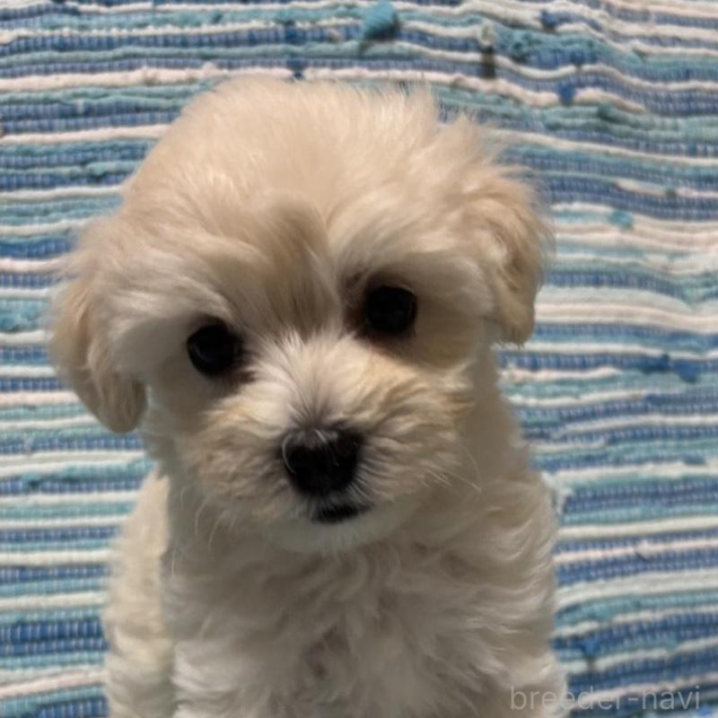 販売中の宮崎県のマルプー:マルチーズ×トイプードル-423538の3枚目