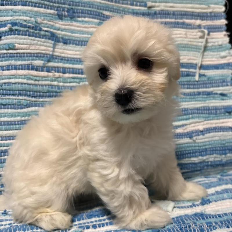 販売中の宮崎県のマルプー:マルチーズ×トイプードル-423538の2枚目