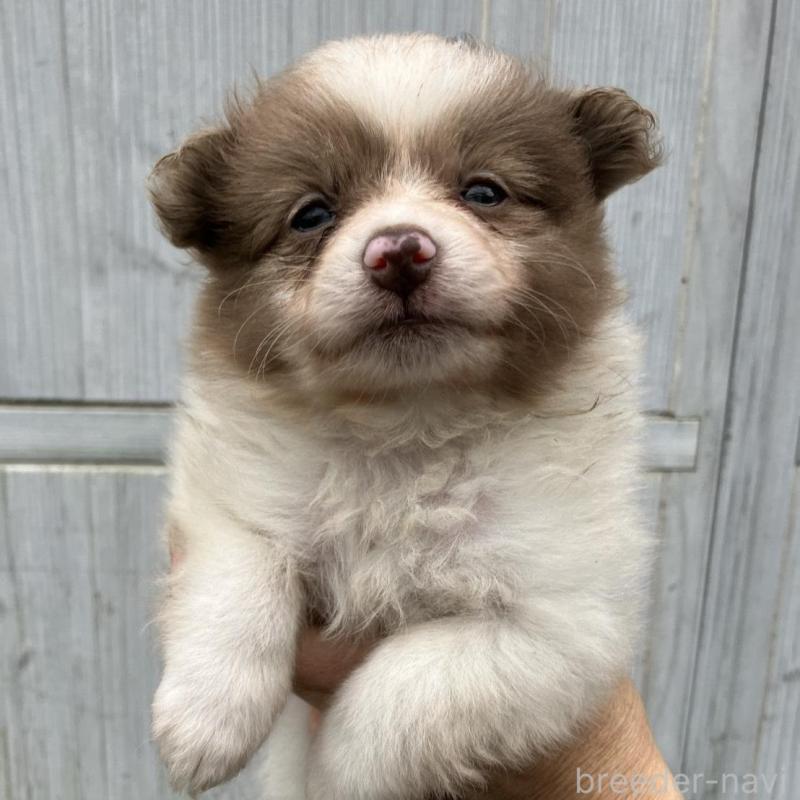 販売中の福岡県のポメラニアン-423539の1枚目