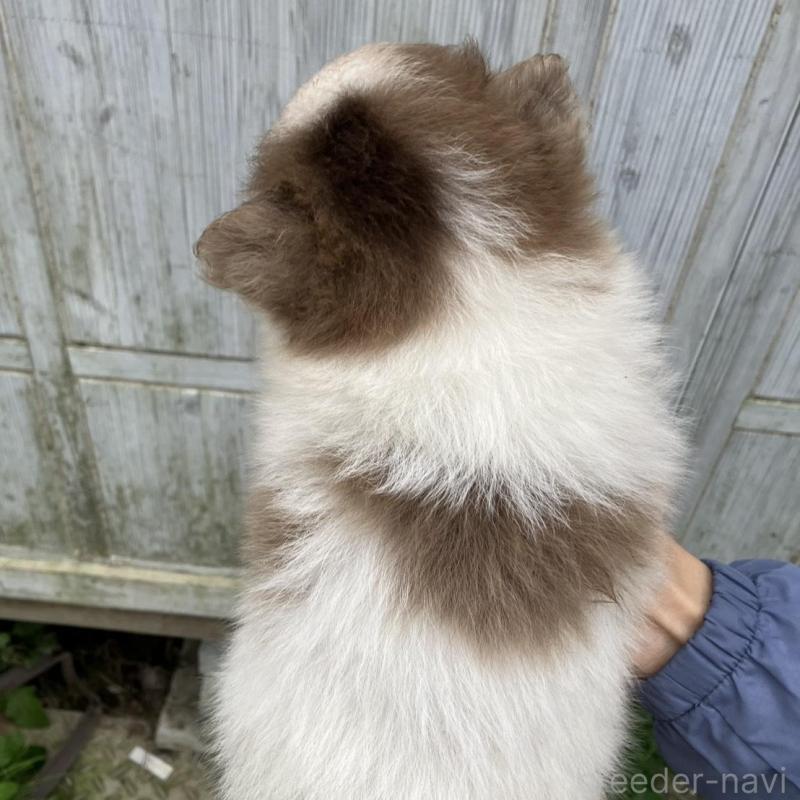 販売中の福岡県のポメラニアン-423539の4枚目