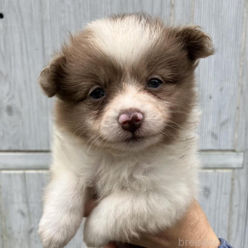 販売中の福岡県のポメラニアン-423539の3枚目