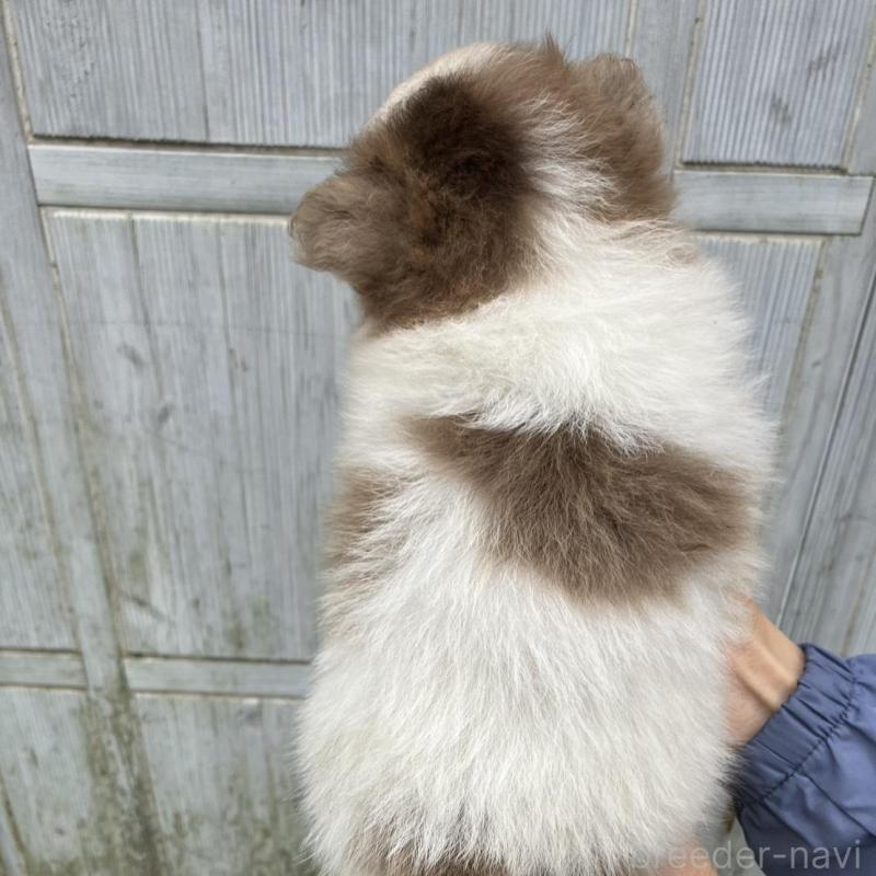 販売中の福岡県のポメラニアン-423539の2枚目