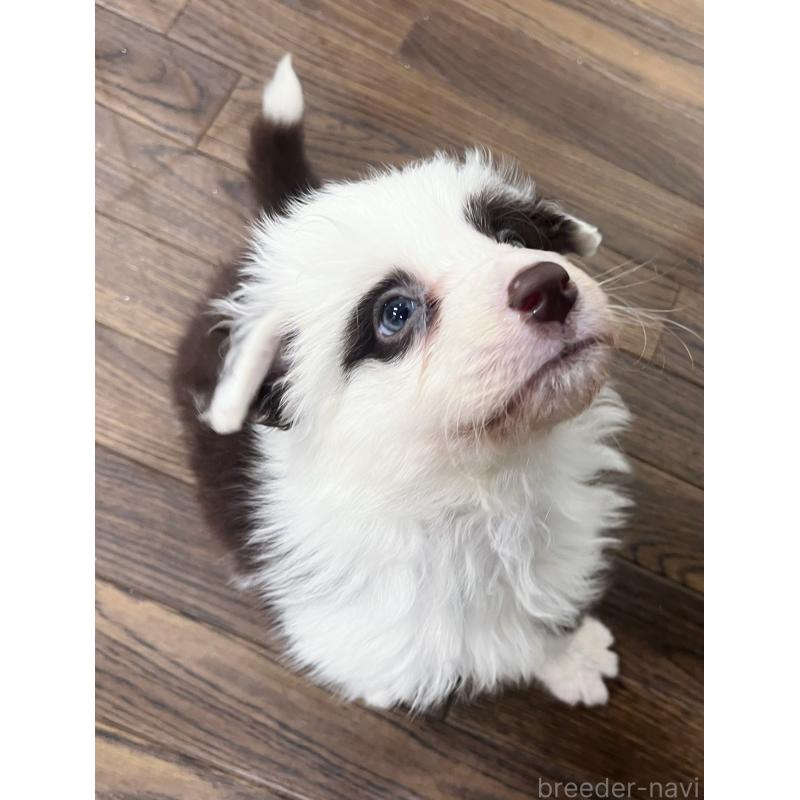 販売中の東京都のボーダーコリー-421887