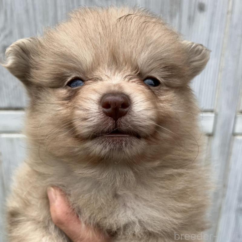 販売中の福岡県のポメラニアン-423540