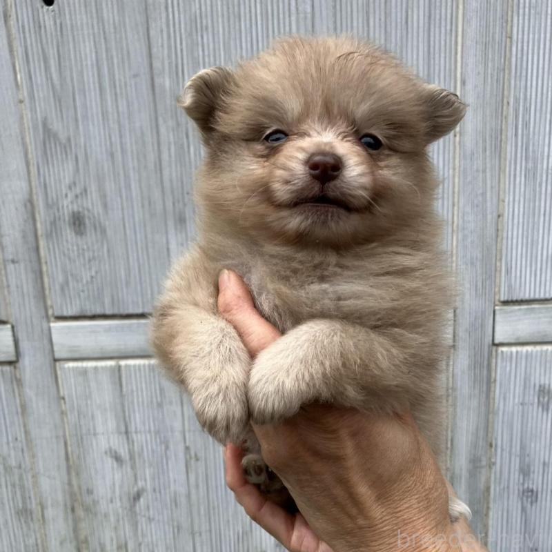 販売中の福岡県のポメラニアン-423540の4枚目