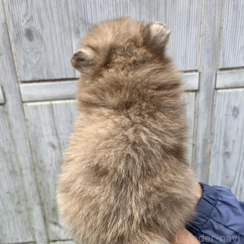 販売中の福岡県のポメラニアン-423540の3枚目