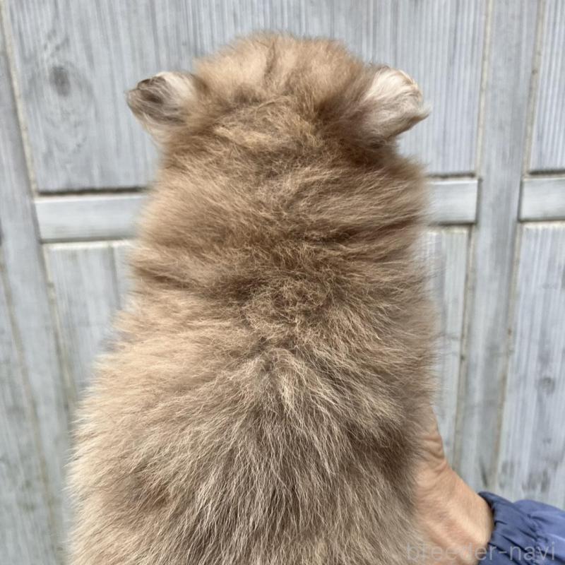 販売中の福岡県のポメラニアン-423540の2枚目