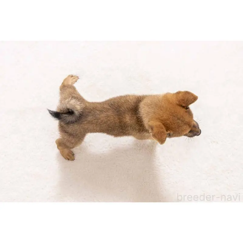 販売中の大分県の豆柴-423541の5枚目