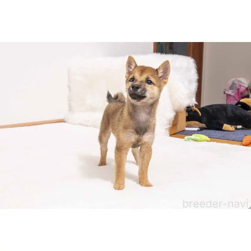 販売中の大分県の豆柴-423541の4枚目