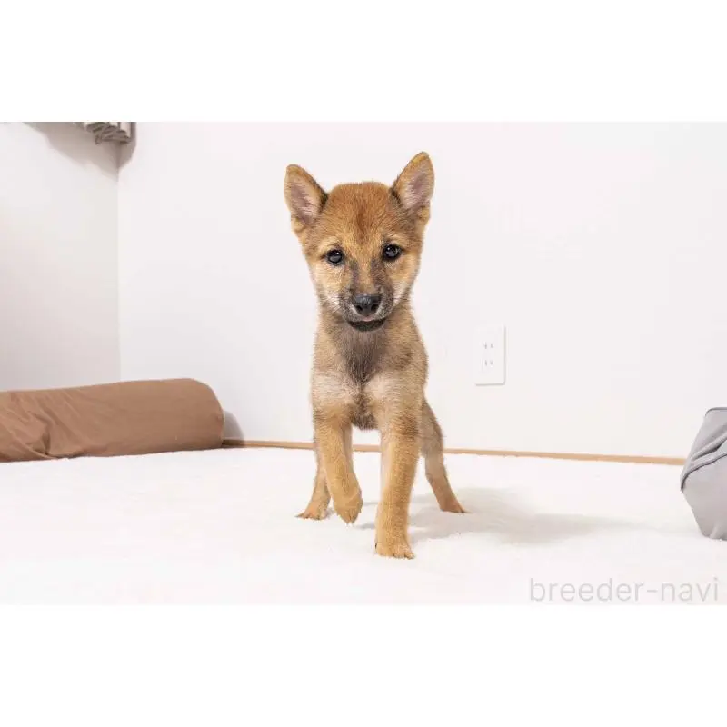 販売中の大分県の豆柴-423541の2枚目