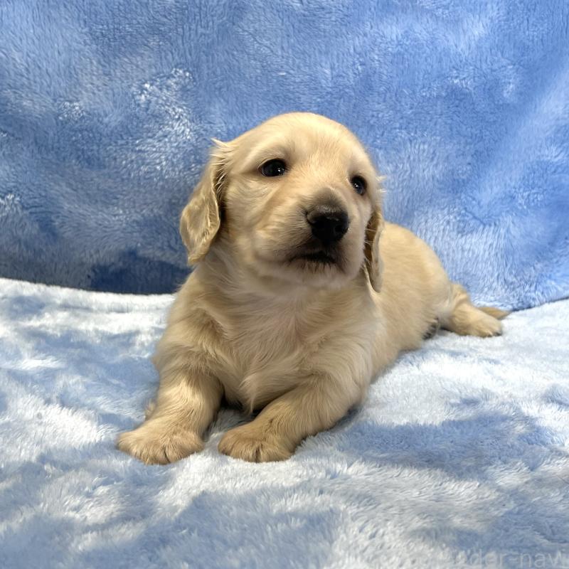 販売中の大阪府のミニチュアダックスフンド(ロングヘアード)-421920