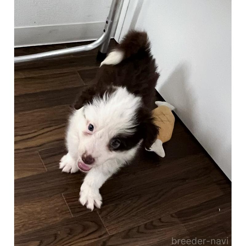 販売中の東京都のボーダーコリー-421894の5枚目