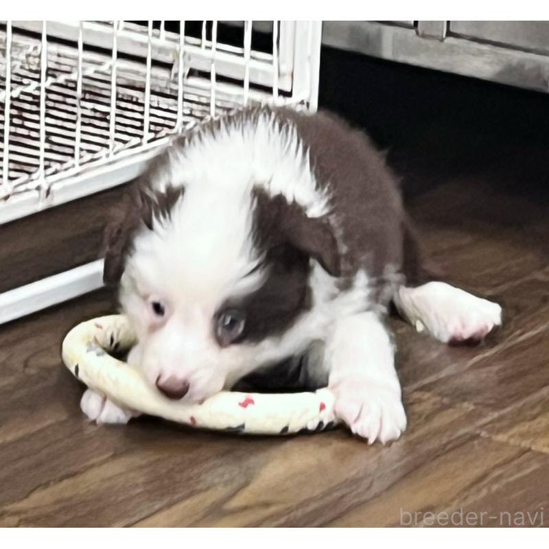 販売中の東京都のボーダーコリー-421894の4枚目