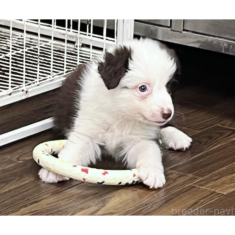 販売中の東京都のボーダーコリー-421894の3枚目