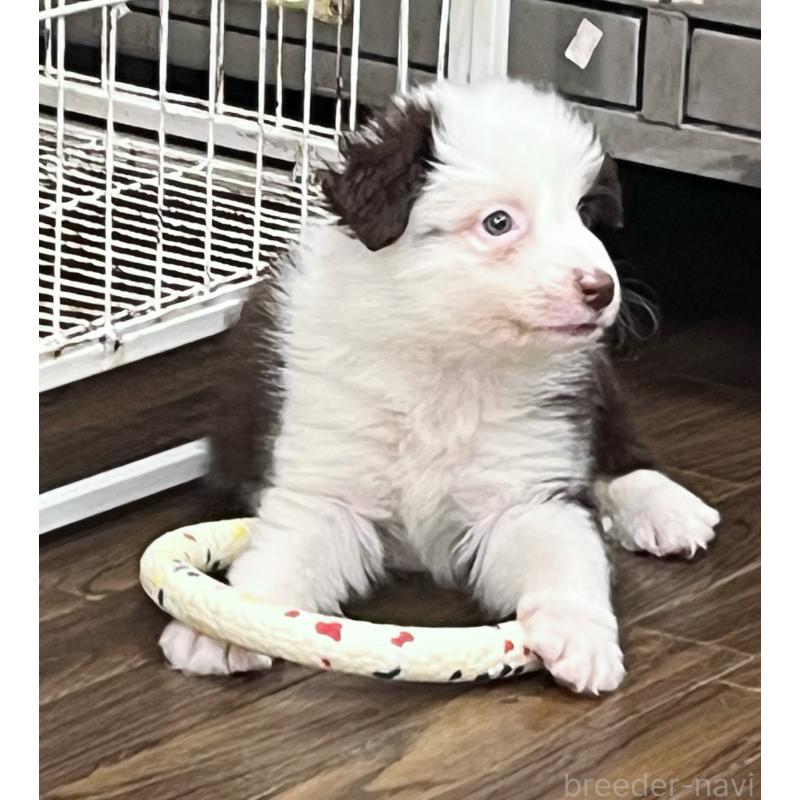 販売中の東京都のボーダーコリー-421894の2枚目