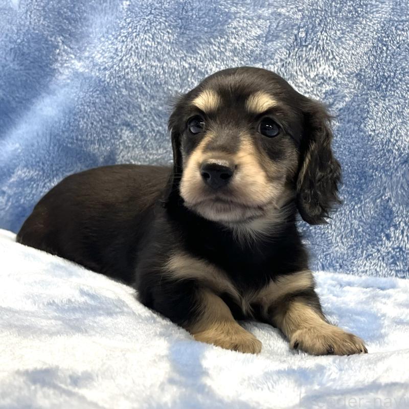 販売中の大阪府のミニチュアダックスフンド(ロングヘアード)-420114