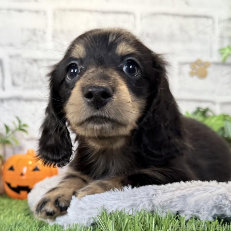 販売中の埼玉県のミニチュアダックスフンド(ロングヘアード)-423542