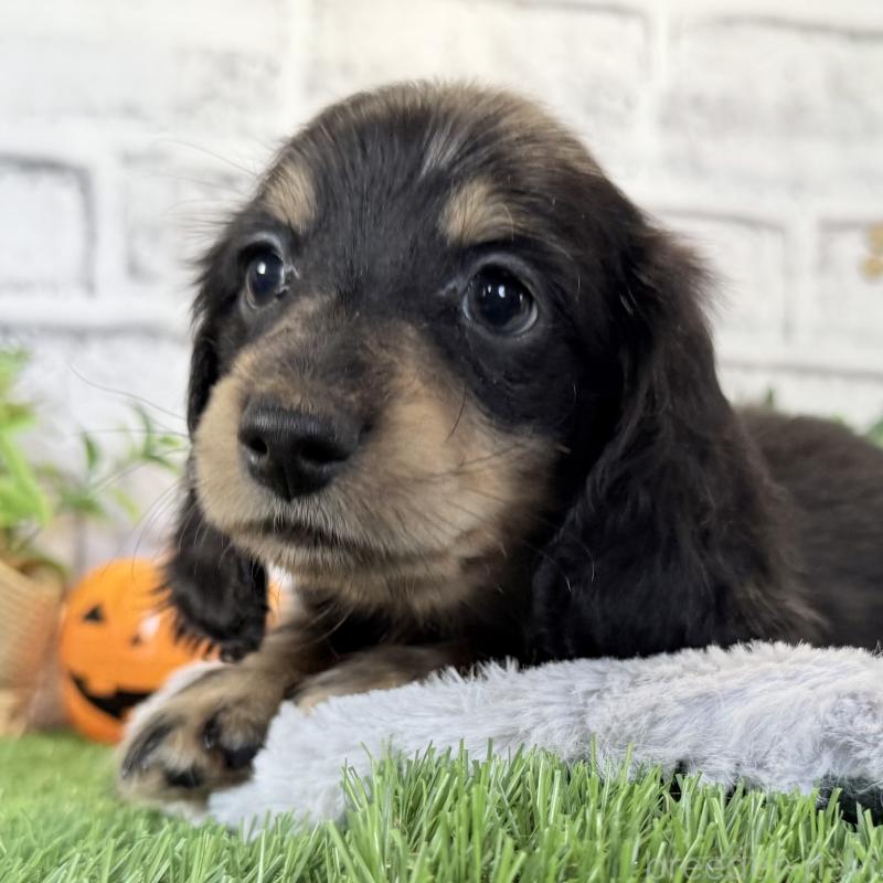 販売中の埼玉県のミニチュアダックスフンド(ロングヘアード)-423542の13枚目