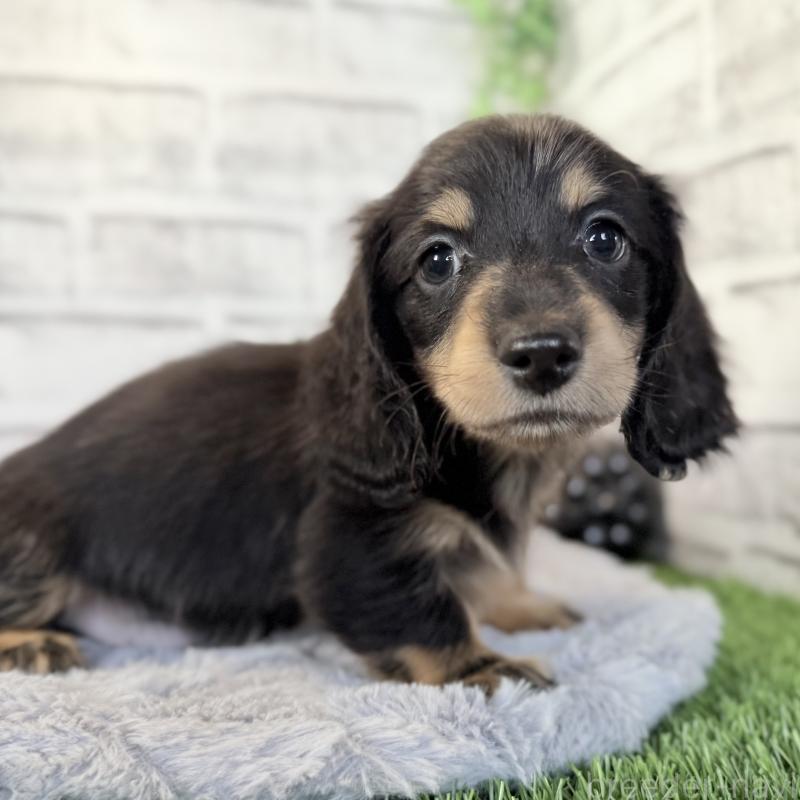 販売中の埼玉県のミニチュアダックスフンド(ロングヘアード)-423542の12枚目