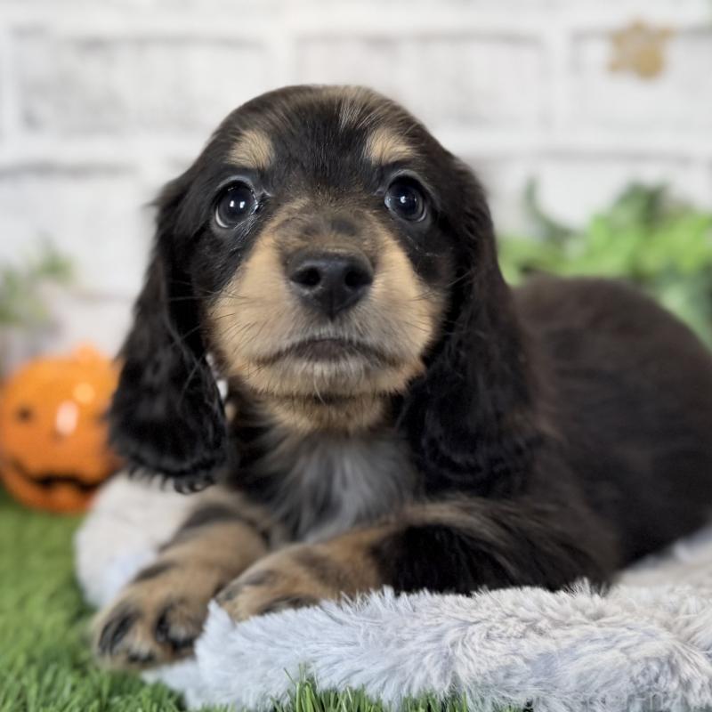 販売中の埼玉県のミニチュアダックスフンド(ロングヘアード)-423542の11枚目