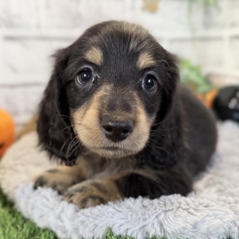 販売中の埼玉県のミニチュアダックスフンド(ロングヘアード)-423542の10枚目